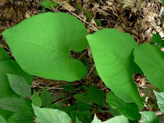 {Isotrema macrophyllum}